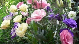 Amazing and Most Beautiful Eustoma Flowers  Lisianthus Flowers [upl. by Eurd868]