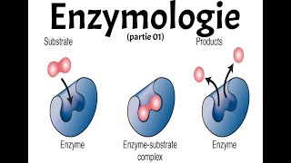 ENZYMOLOGIE PART 1 [upl. by Garvy532]