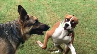 Playing in the Yard Boxer vs GSD [upl. by Aloiv]