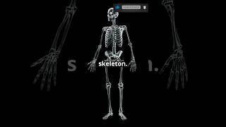 Axial vs Appendicular Skeleton Quick Guide skeleton mbbs anatomy [upl. by Lamberto143]