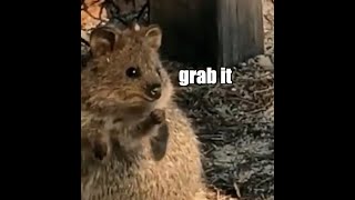 Quokka learns to juggle [upl. by Laidlaw566]