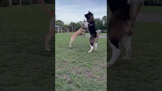 Akita dominates high energy dog at the park [upl. by Charlena]