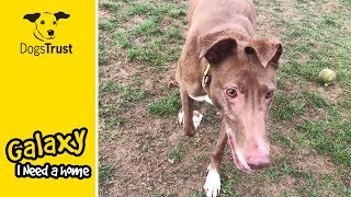 Gorgeous Galaxy is a Fun Lurcher Looking for a Lively Loving Family  Dogs Trust Basildon [upl. by Phelia]