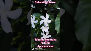 Tabernaemontana genus species apocyanaceae trending botany viralvideo motivation facts [upl. by Eenot]