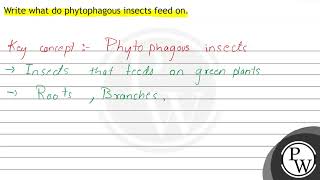 Write what do phytophagous insects feed on [upl. by Niuq]