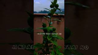 muntalashortvideo godawari healthyfood organicfood nepal [upl. by Frager]