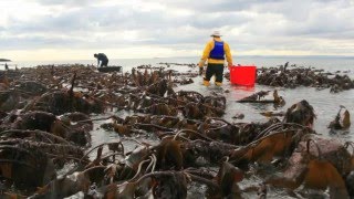 quotRory whats thisquotHow Maraman Rory began his seaweed harvesting journey [upl. by Tnarud]