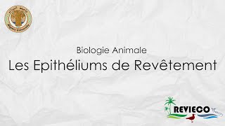 Les Epithéliums de Revêtement TP°1 [upl. by Canty]