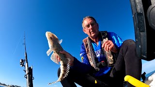 Live baiting flathead Lancelin bay [upl. by Nais212]