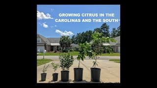 Growing Citrus In The Carolinas And The South [upl. by Oirtemed]