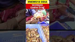 Chadakhai 2023  ‘ଛାଡ଼ଖାଇରେ ଘରଣୀଙ୍କ ଡିମାଣ୍ଡ’  Customer Rush At Nonveg Markets  Odia News Shorts [upl. by Aylward]