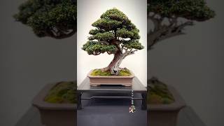 Taxus Baccata winner of best coniferous tree at Expo Bonsai 2024 bonsai bonsaitree bonsaishow [upl. by Enelime428]