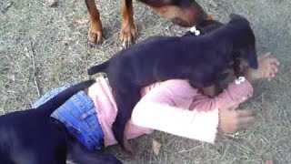 Rottweiler attack training [upl. by Edniya]