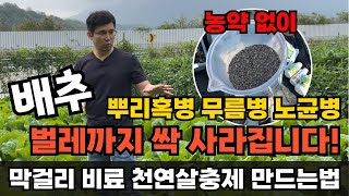 배추 심고 이렇게 하시면 뿌리혹병 무름병 노균병 벌레까지 해결됩니다 [upl. by Ynatterb]