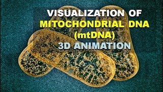 MITOCHONDRIAL DNA mtDNA ANALYSIS AND HOW DO SEGREGATE  BETTER EXPLAINED [upl. by Donahoe]