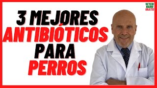 🟢 3 MEJORES ANTIBIÓTICOS para PERROS 🟢 con Heridas Abiertas Resfriados Gripe y Otitis 🟢 Dosis [upl. by Aikemal]