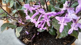 Plectranthus ‘Mona Lavender’ Beautiful Purple Flower For Houseplant [upl. by Phares124]