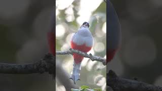 Ave nacional de Cuba cantando Tocororo Cuban Trogon birds nature photography cuba [upl. by Neelya]