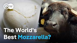 How buffalo mozzarella is made in Italy [upl. by Fanchet382]