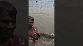 Big Citol Fishing Video From River fish fishing villagelife freshwaterfish [upl. by Aissenav]