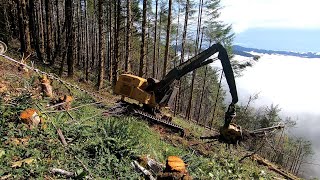 Logging Coast Range Oregon Tethering Feller Buncher Part 5 [upl. by Budde]