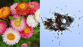 Collect Helichrysum Seeds  How to Harvest Strawflower Seed [upl. by Dnalyaw]