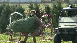 Whitehouse Christmas tree farm opens [upl. by Ahen]