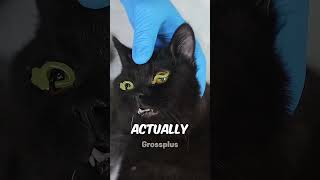 Cats eye protection shorts science [upl. by Alicec]