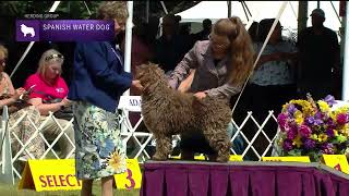 Spanish Water Dogs  Breed Judging 2022 [upl. by Cynar50]