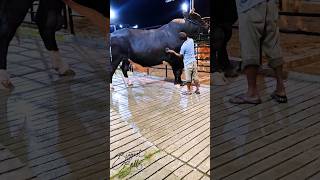 Gigantic Holstein Friesian bull getting his coat combed [upl. by Storer]