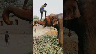 Please sporrt me 🙏👍 elephant animals funny shorts youtubeshorts love sad viralvideo status [upl. by Guillema68]