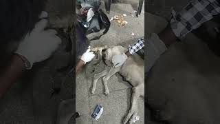 Dogs Treatment at Karnal [upl. by Joelly728]