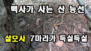 백사가 사는 산 살모사 7마리가 득실득실한 산 백사 [upl. by Adelia]