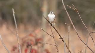 Scissortailed flycatcher 4 [upl. by Parrie]