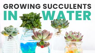 A SIMPLE GUIDE TO GROWING SUCCULENTS IN WATER  SUCCULENT HOW TO  SUCCULENT CARE TIPS [upl. by Alonso]