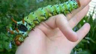 Hickory Horned Devil Caterpillar part 1 [upl. by Hetty]