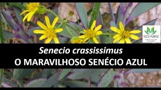 SENECIO CRASSISSIMUS linda suculenta com flores amarelas FLOREIRA COM EXTINTOR DE INCÊNDIO [upl. by Kier]