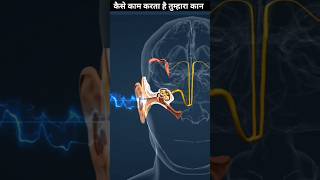 How Your Ears Hearing Sounds 3d animation ।। ‌shorts humanbody [upl. by Ataliah663]