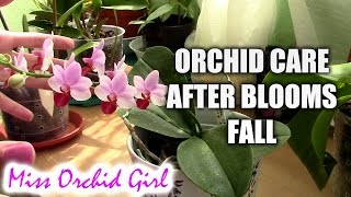 How to care for orchids after blooms fall [upl. by Merridie859]