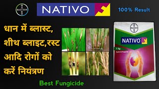 Bayer Nativo Fungicide  धान में ब्लास्टशीथ ब्लाइटरस्ट आदि रोगों को करें नियंत्रण  Blast in Paddy [upl. by Ocko729]