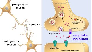 Drug Addiction and the Brain [upl. by Maguire]