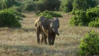 Tuskless Elephants in Botswana [upl. by Asenev]