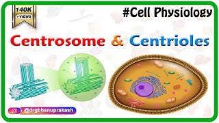 Centrosome and centrioles  USMLE Cell physiology Animations [upl. by Bergman]