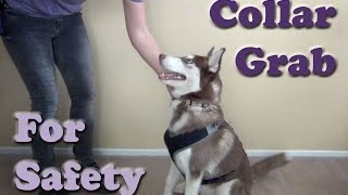 COLLAR GRAB  Teach your dog this important safety behavior  Dog Training [upl. by Akehs97]