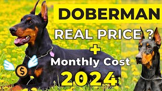 Doberman Price In India 2024  Doberman Price and Monthly Expenses [upl. by Roselle]