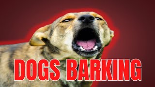 DOGS BARKING  ANGRY DOGS BARKING Sound Effects  Make Your Dog go Crazy [upl. by Karry438]