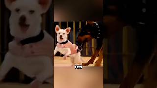 The German Shepherd shouldve waited a little shorts viral movies movierecaps [upl. by Aihsyn923]