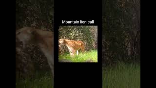 Scariest cougar scream ever viralvideo youtubeshorts animals [upl. by Najtsirk]