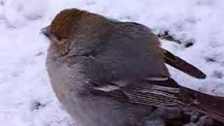 Durbec des pins  pine grosbeak [upl. by Malynda485]