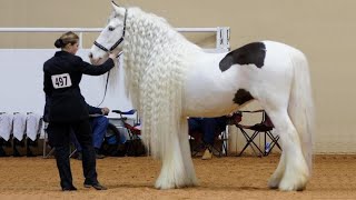 25 Most Beautiful Horses on Planet Earth [upl. by Ennayr225]